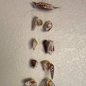 Coastal Seashell Wind Chime Mobile Hanging Decor 13.5" Long